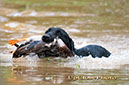 268_Griffey_012_18Gf_W
