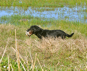 Hemi at SE Hunt Test 1