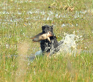 Hemi at SE Hunt Test 2