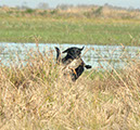 Hemi at SE Hunt Test 5
