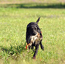 Hemi training 3
