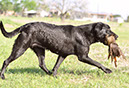 Hemi training 6