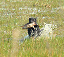 Hemi at SE Hunt Test 2
