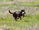 Hemi at SE Hunt Test 8